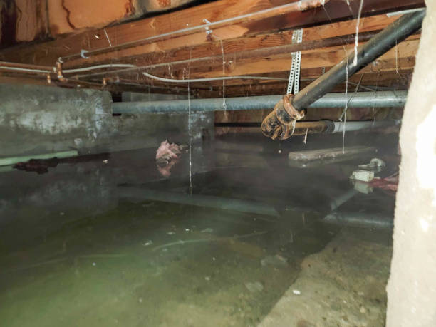 Best Water damage restoration process  in Brandywine, MD